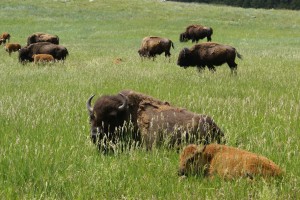 Bison at French Creek, Custer S.P.