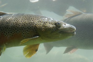 D. C. Booth Historic Fish Hatchery under water viewing window