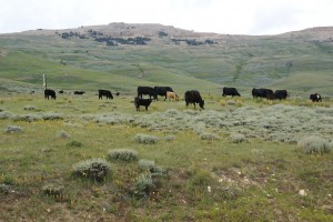 More open range on US-14A!