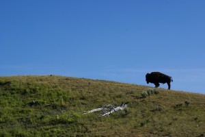 Lone Bison on a hill south of Canyon Village.