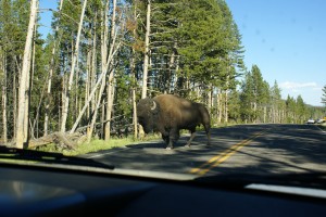 The Bison go where they want, when they want; it’s their park, not ours.