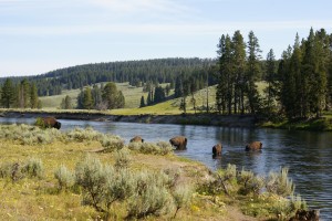 Bison crossing the Yellowstone River at Buffalo Ford.