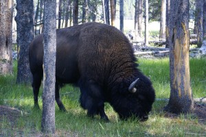 Bison are common, which makes them all the more dangerous.