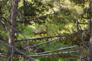 This is the best view you get of Elk, if you get one at all.