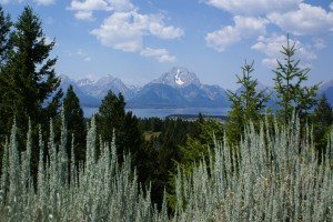 Another view of the Tetons from Signal Mountain.