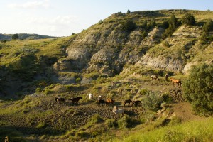 Our first time ever  to see wild horses.