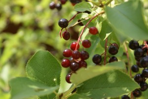 [04722 CN A chokecherry bush (I think).