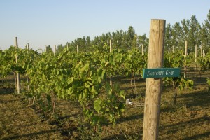 A walk among the south vineyard.