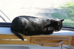 Juniper by the windshield.