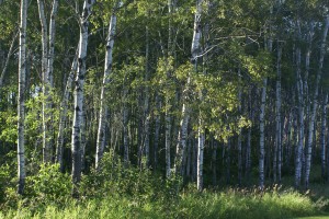 We were parked next to this aspen grove while at Forestedge Winery, a most appropriate name for the place.