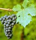 Cabernet franc grapes on the vine.