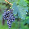 Merlot grapes on the vine.