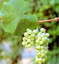 Riesling grapes on the vine.