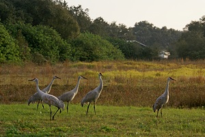 Sandhill cranes at the Turner Agri Civic Center.