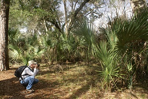 Steve photographing palms on the Swamp Trail, SSSP (FL).