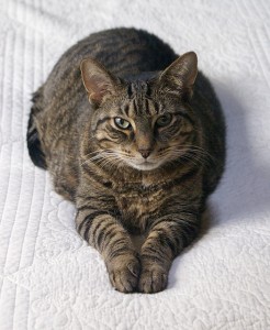 Our male tabby cat Jasper, in his Sphinx position.