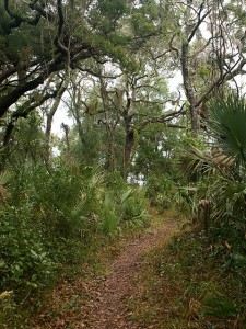 The Big Pine Trail at Big Talbot Island SP (FL).