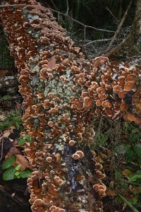 Fungal growth on a dead tree along the Big Pine Trail at BTISP (FL).