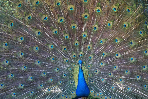 Peakcock with tail fanned.