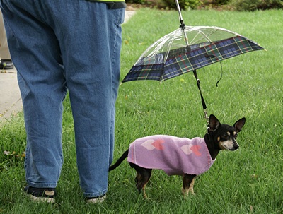 It was cold and drizzly, so I guess this makes sense, at least for a small dog.