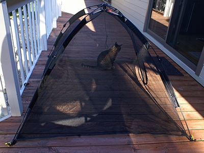 Jasper the cat in the kitty tent on the deck. He spends a lot time looking around and sniffing the air when he is out here.