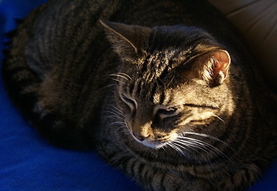 Our male cat, Jasper, resting on the front couch. He's fine as long as the bus isn't moving.