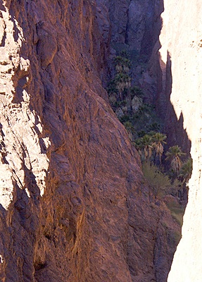 There they are! The fan palms of Palm Canyon high up in a shaded crevice on the south wall of the canyon. KOFA NWR, AZ.