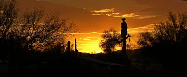 The sunset in Q backlights Saguaro cactus, a palm, and a Palo Verde tree.
