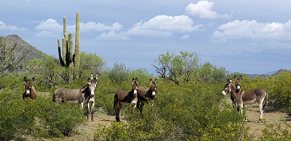 A nice family grouping of wild burros.