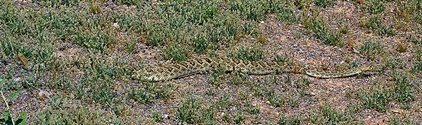 Look carefully.  That is, indeed, a very large Western Diamondback Rattlesnake.