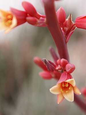 Another flower in bloom in Hatch, New Mexico.