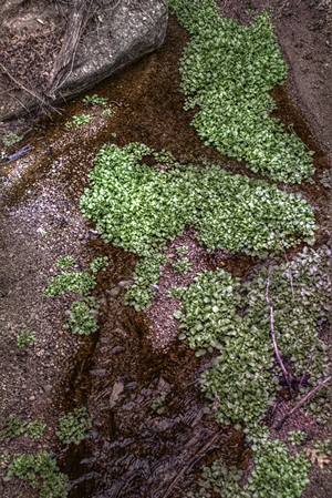 An HDR image of some lovely green plants on the hike up to the Gila Cliff Dwellings.