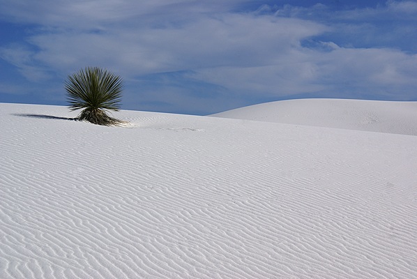 Almost as amazing as the white sands are the things that manage to grow in them. The sands eventually obliterate everything in their path.