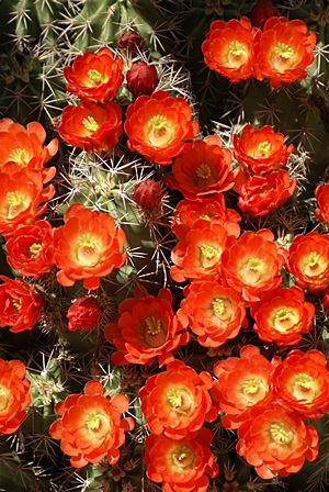Some pretty flowers along the trail at Petroglyph National Monument, NM.