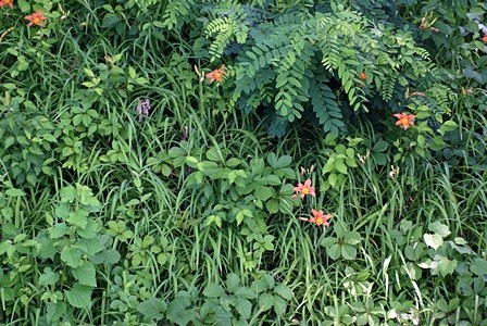 The various shades of green with a few orange flowers caught my eye while strolling the boardwalk at the Brighton Mill Pond.