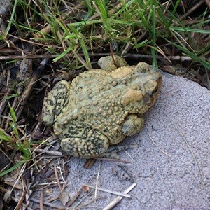 This toad was sitting on a rock by our front porch.