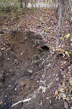 The discharge end of the culvert with tree roots, dirt, and other debris cleared out of the way.