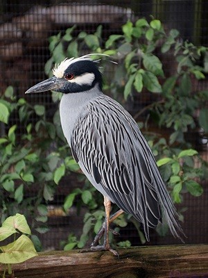 Black Crested Night Heron at the Peace River Wildlife Center, south of Punta Gorda, FL.