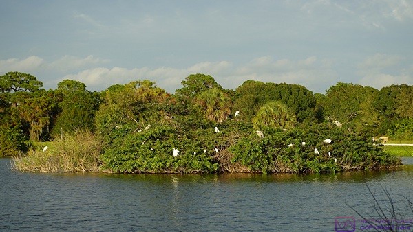 The island at the Venice Rookery, Venice, FL.