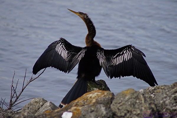 An Anhinga dries its wings along the shore of Lake Okeechobee, FL.