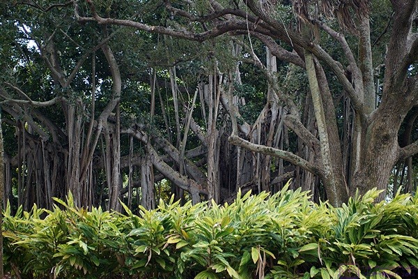 Massive Banyan Trees at Ca’ D’Zan, John and Mabel Ringling’s former winter estate on Sarasota Bay, now part of the Ringling Museums complex, Sarasota, FL. 