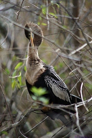 An Anhinga pruning its feathers.  Everglades NP, FL.