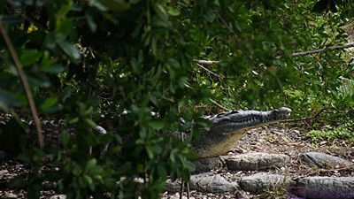 An American Crocodile at Flamingo, Everglades NP, FL. The Everglades is the only place in the U. S. where you can see both alligators and crocodiles in the wild.