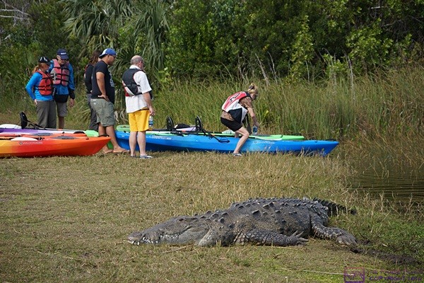 This large alligator was at Nine Mile Pond in Everglades NP, FL. I estimated it to be 12 feet long. It had its eyes open but was very still. The kayakers in the back are at least 30 feet away.