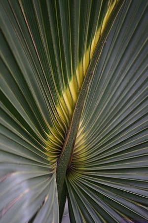 There is flora everywhere in the Everglades, but these palms have beautiful patterns when the light is right. Everglades NP, FL.