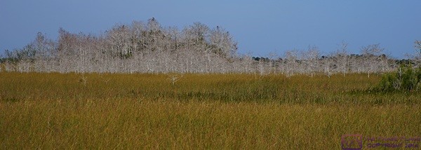 Much of the Everglades is what appears to be grassland but is actually wet. These “water prairies” are broken up by areas of slightly higher ground that support trees and bushes. The highest point on the main road that goes to the Flamingo area is four (4) above mean sea level, and I seem to recall that it is the highest natural point in the whole national park. Everglades NP, FL.