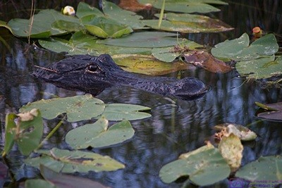 This alligator surfaced about eight feet from the edge of the Anhinga Trail. The length of an alligator, in feet, is roughly equal to the number of inches from its eyes to its nostrils, something you want to estimate rather than try to measure. Everglades NP, FL.