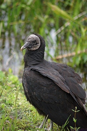A Black Vulture near the Shark Valley Visitor Center, Everglades NP, FL.