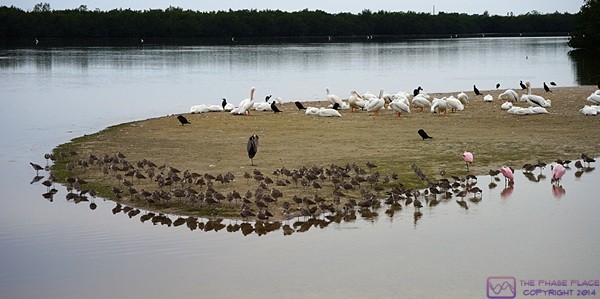 Rare White Pelicans at the J. N. “Ding Darling” National Wildlife Refuge & Bird Sanctuary on Sanibel Island in Florida. The White Pelicans are the second largest birds in North America, and the largest members of the pelican family. This photograph does not do justice to their size, which includes a nine foot wingspan. The pink birds (lower right) are Roseate Spoonbills.