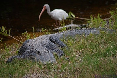 This Ibis was a little farther behind this alligator than the photos makes it appear, but not that much. Being behind an alligator is not necessarily any safer than being in front of one. J. N. “Ding Darling” National Wildlife Refuge & Bird Sanctuary, Sanibel Island, FL.